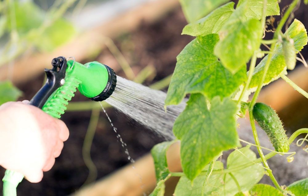 Поливане на краставици