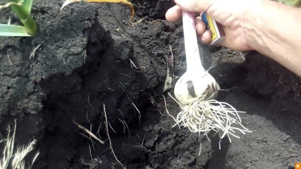 garlic for planting
