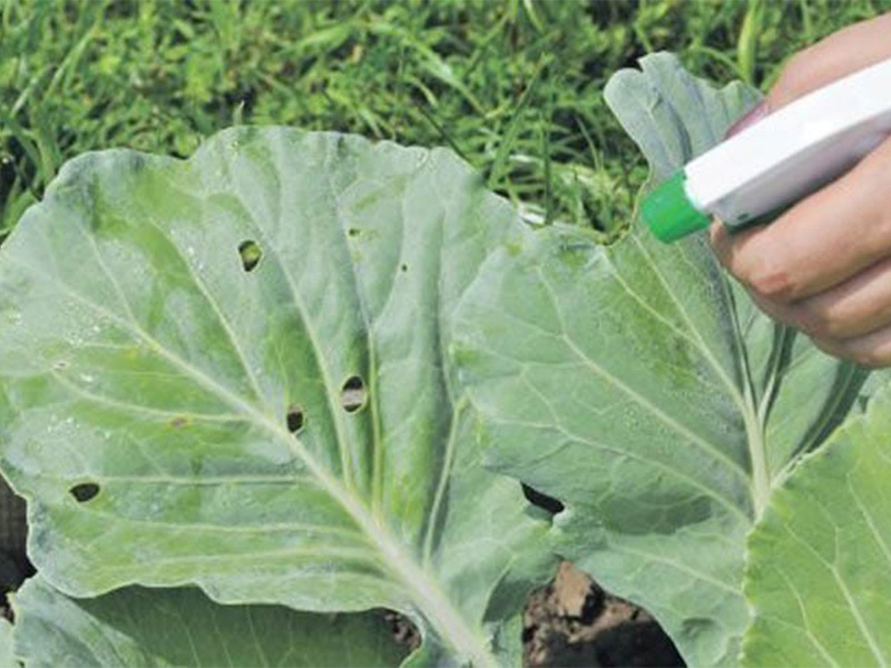 aphids on cabbage