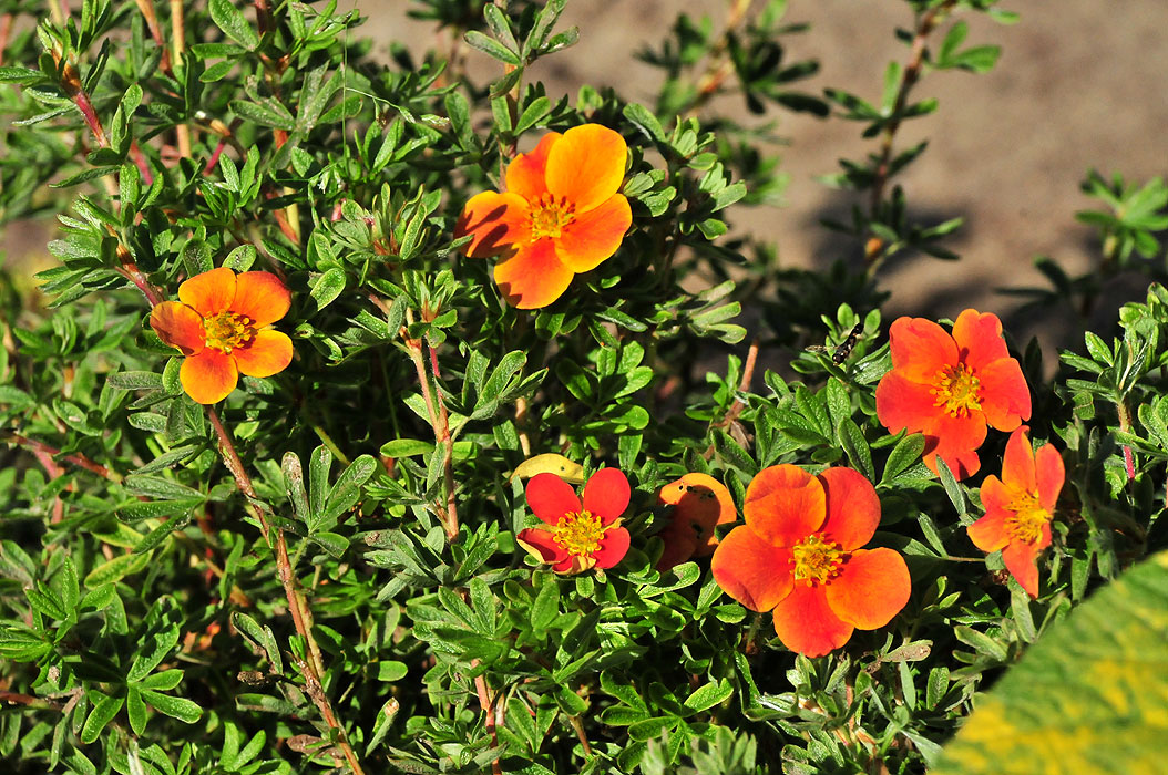 Курилски чай