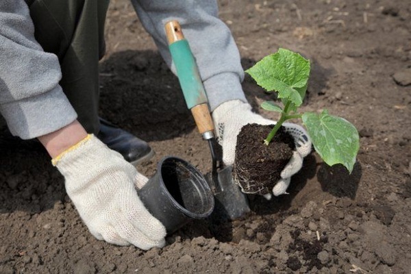 vysadka-rassady-ogurcov-V-грухтене