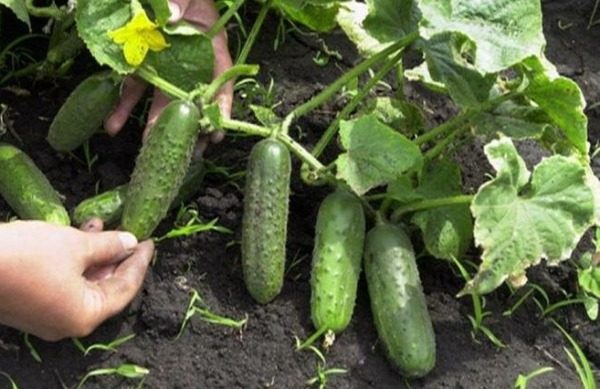ogurec вид kustovoj