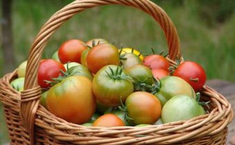 tomato silver fir characteristic and description of the variety