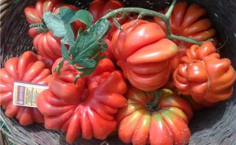 Характеристика и описание на американските ребристи домати