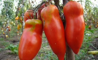 charakteristika šarlátového paradajkového muštu a opis odrody