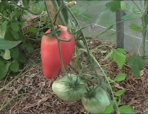 карактеристика рајчице и опис сорте