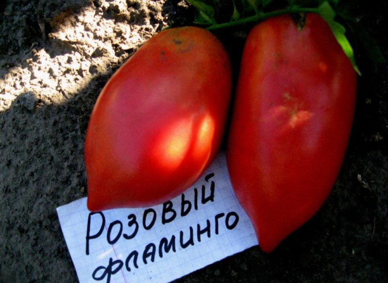 tomato pink flamingo characteristic and description of the variety