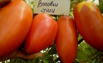 карактеристика крављег уха и опис сорте