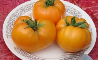 tomàquets daurats d’or de descripció de varietats foto