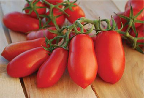 característica i descripció de la varietat