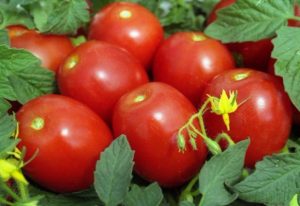 tomaat novice kenmerk en beschrijving van de variëteit