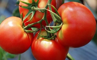 Червена характеристика на червено домати и описание на сорта
