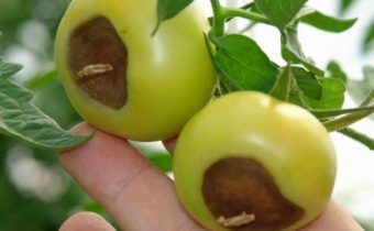 Vertex rot on tomatoes: treatment of folk remedies