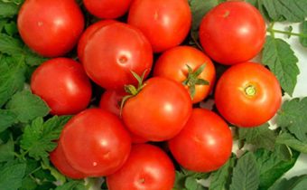 Amat apple tree of Russia characteristics and description of the variety