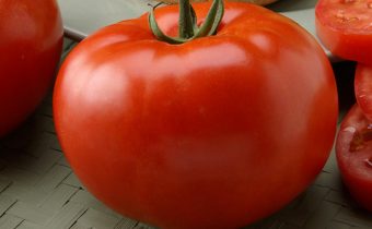 Tomaat 