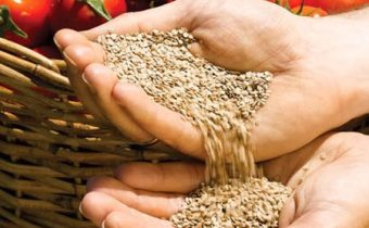 How to collect tomato seeds at home?