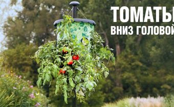 Доматите с главата надолу отглеждат растения надолу