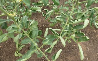 Защо листата от домати се сгъват в оранжерия, какво да правят?