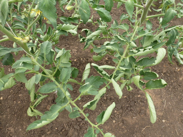 Защо листата от домати се сгъват в оранжерия, какво да правят?