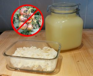 Folk methods against phytophthora