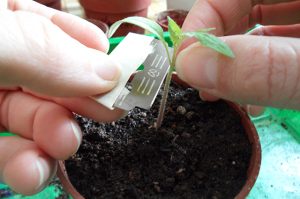 Copulatie (vaccinatie)