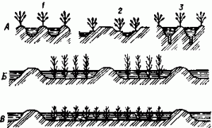 Watering furrow options
