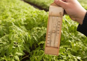 The temperature is maintained tomatoes