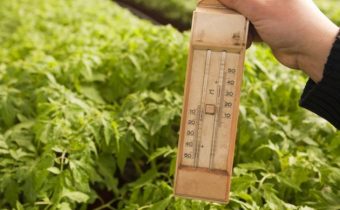 The temperature is maintained tomatoes