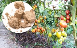 Yeast Feed For Tomatoes