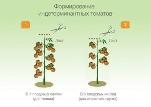 Formació de tomàquets indeterminats