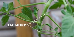 доведени на домати