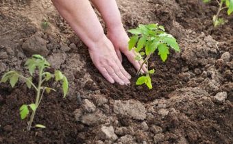 Домати след засаждане