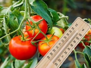 What temperature can withstand tomatoes