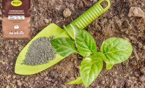 الأسمدة الفوسفورية