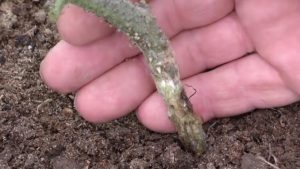 Коренната гниене