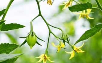 Tomatoes are not tied