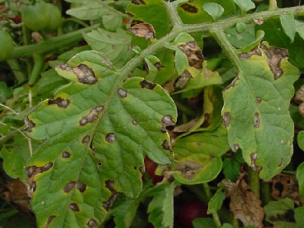 alternaria van tomaten