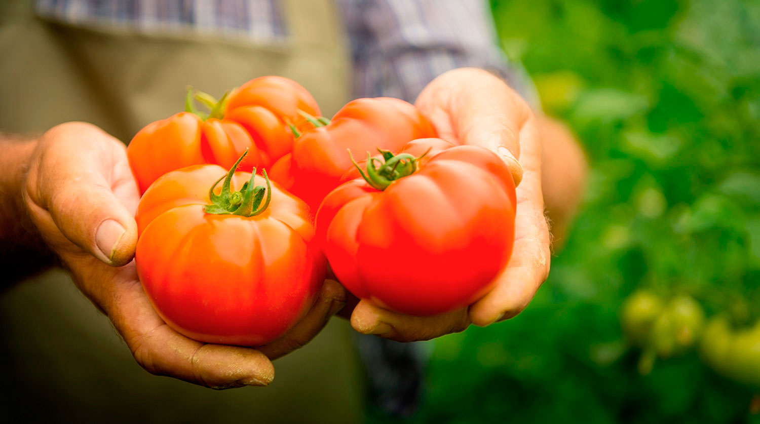 When to pick tomatoes in the greenhouse?