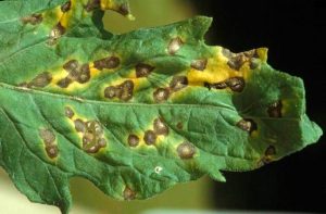 Septoria Leaf Spot