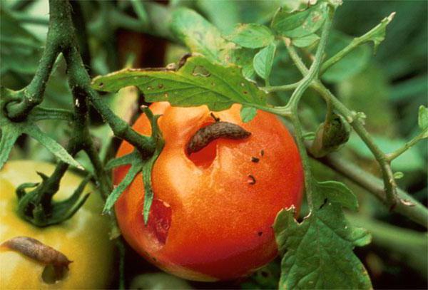 Naaktslakken op tomaten