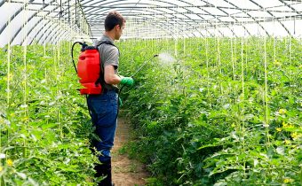 човек обработва доматите