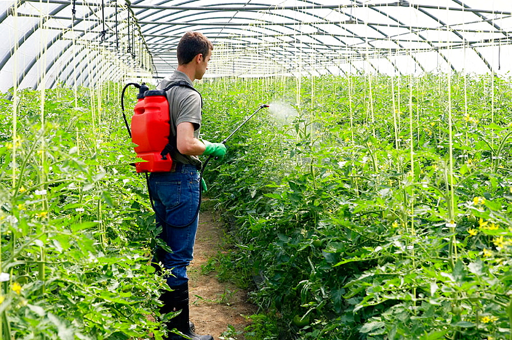 човек обработва доматите