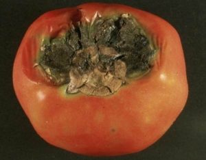 гангрена гангрена