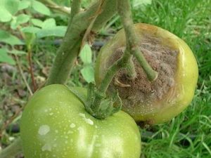 Причини за заболяване