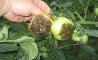 why do tomatoes turn black