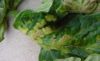 blad met tomaten aangetast