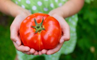 How to keep tomatoes fresh for a long time?