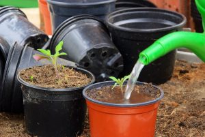 Watering seedlings after picking
