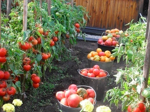 Tomato crop