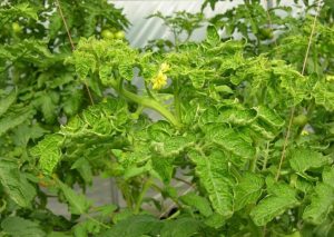 chlorotische nieuwsgierigheid